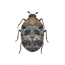 Kansas City Carpet Beetle