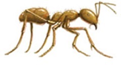 Citronella Ants In Kansas City