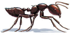 Acrobat Ants in Kansas City